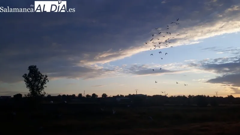 Competición de palomas mensajeras en Lumbrales / FOTOS: GASOLEOS ERESMA