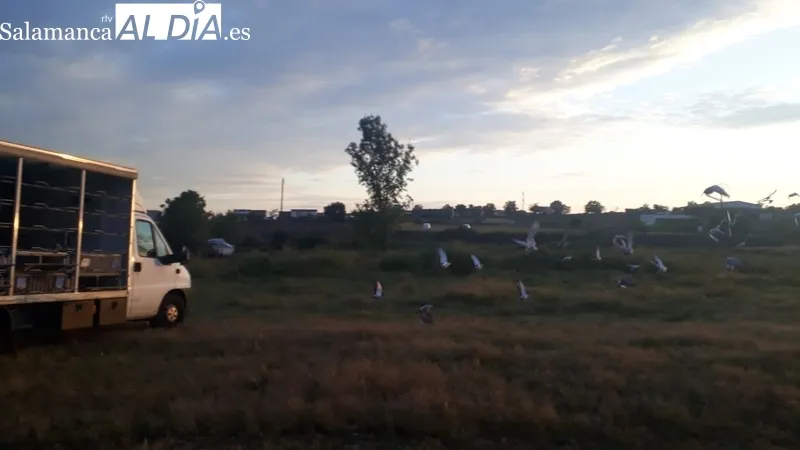 Competición de palomas mensajeras en Lumbrales / FOTOS: GASOLEOS ERESMA