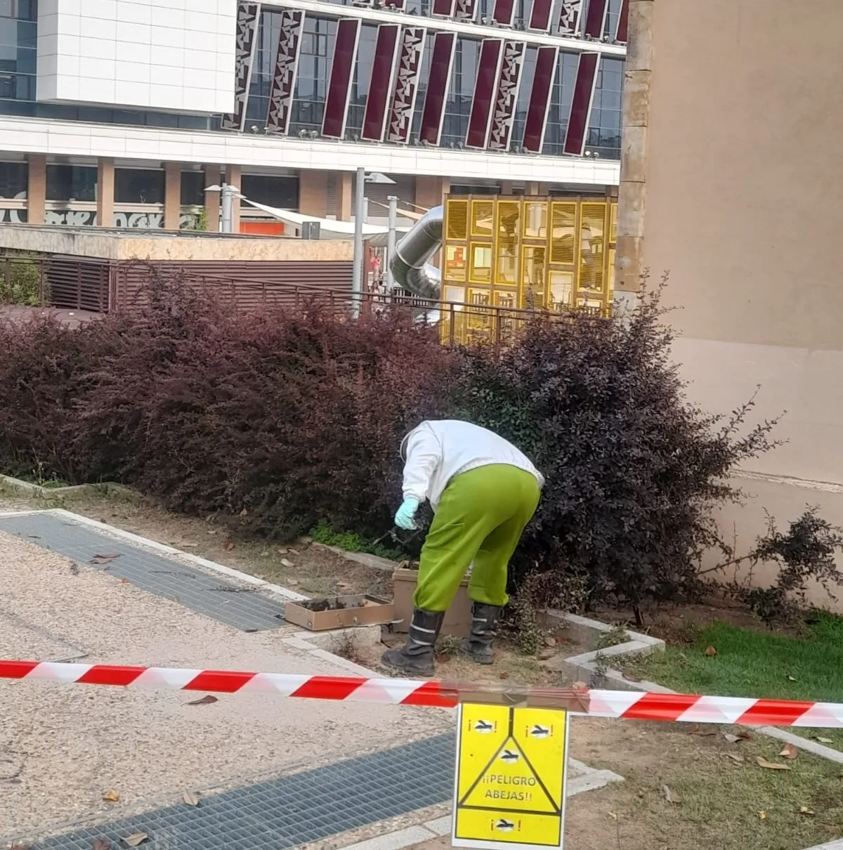 Foto 6 - Intervenci&oacute;n de los bomberos junto al Corte Ingl&eacute;s para retirar un enjambre de abejas