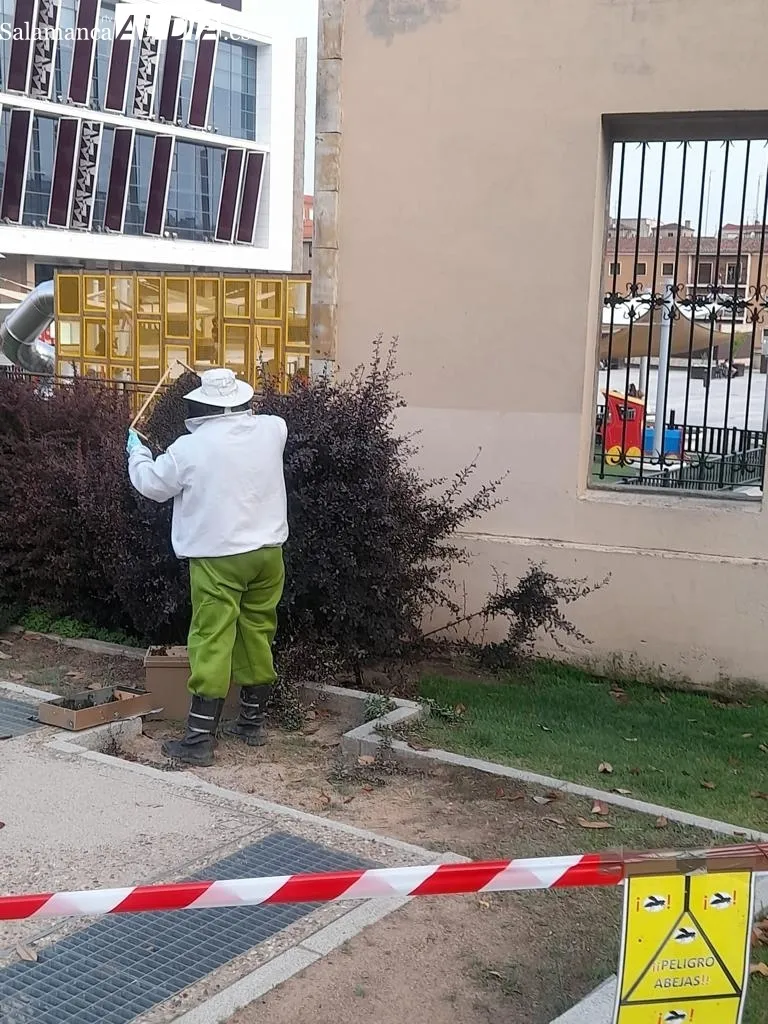 Foto 3 - Intervenci&oacute;n de los bomberos junto al Corte Ingl&eacute;s para retirar un enjambre de abejas