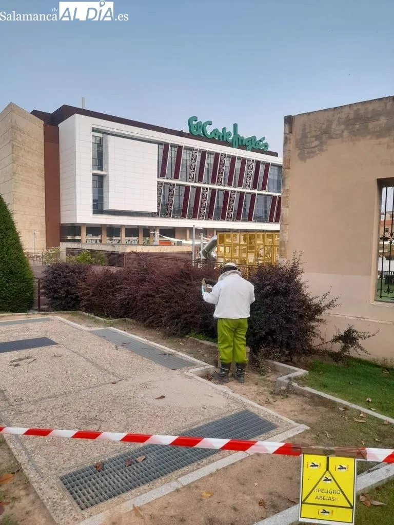 Foto 2 - Intervenci&oacute;n de los bomberos junto al Corte Ingl&eacute;s para retirar un enjambre de abejas