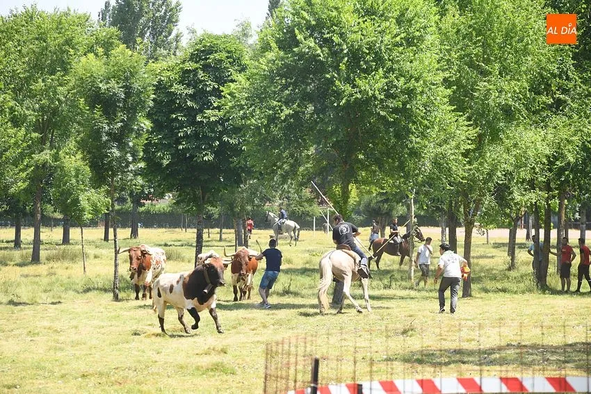Encierro a caballo en Navasfrías/ Fotos: Adrián M.Pastor