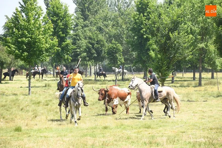 Encierro a caballo en Navasfrías/ Fotos: Adrián M.Pastor