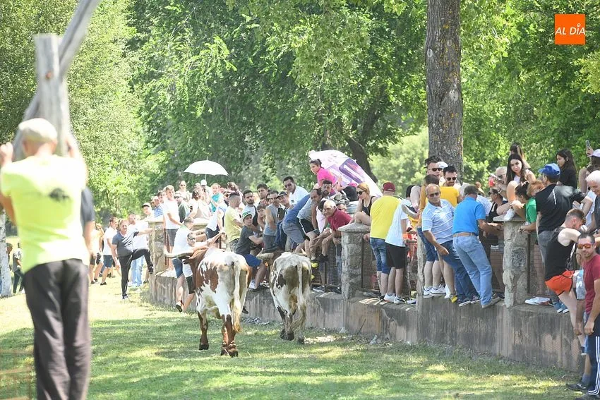 Encierro a caballo en Navasfrías/ Fotos: Adrián M.Pastor