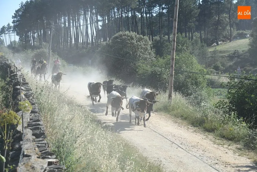 Foto 7 - R&aacute;pido y puntual encierro a caballo en Robleda con nuevo y exigente recorrido