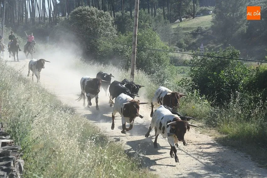 Foto 8 - R&aacute;pido y puntual encierro a caballo en Robleda con nuevo y exigente recorrido