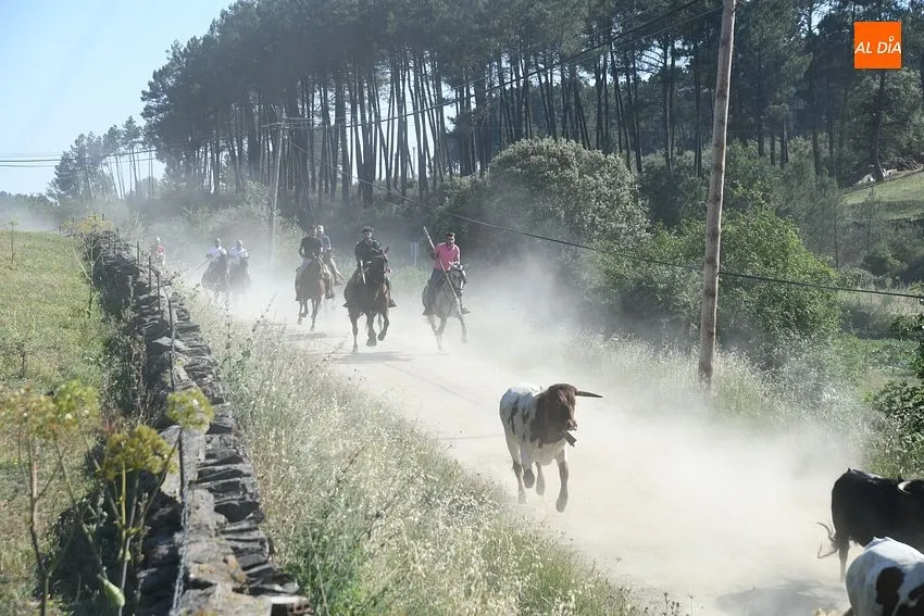 Foto 9 - R&aacute;pido y puntual encierro a caballo en Robleda con nuevo y exigente recorrido