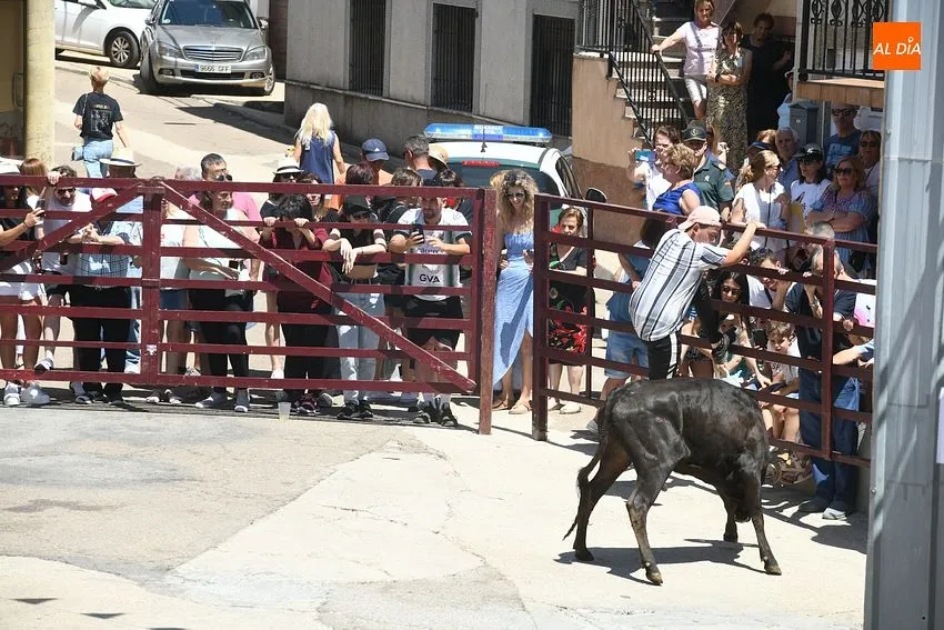 Foto 8 - Numerosos j&oacute;venes se miden en las calles de El Payo a las vaquillas con mucho calor