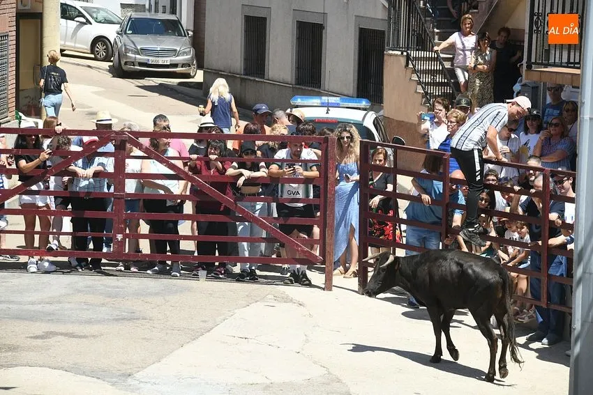 Foto 9 - Numerosos j&oacute;venes se miden en las calles de El Payo a las vaquillas con mucho calor