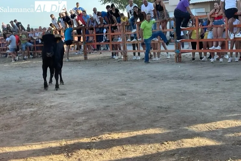 Villoruela vivía este sábado su segundo toro de cajón