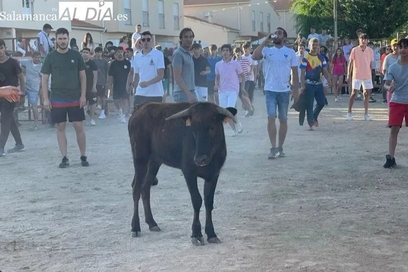 Villoruela vivía este sábado su segundo toro de cajón