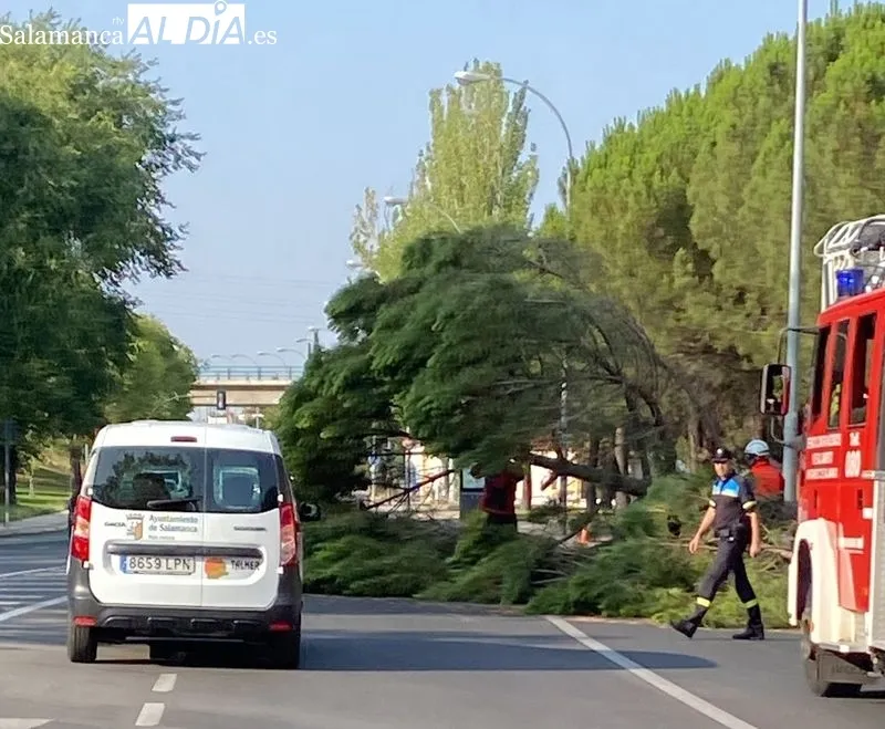 Caída de un pino del parque de los Gozos y las Sombras sobre la avenida Torrente Ballester