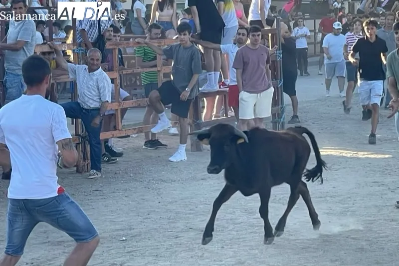 Villoruela vivía este sábado su segundo toro de cajón