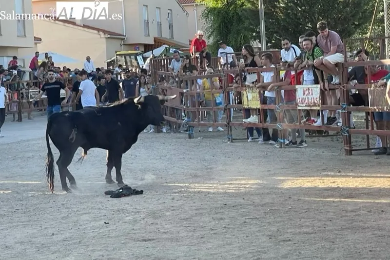 Villoruela vivía este sábado su segundo toro de cajón