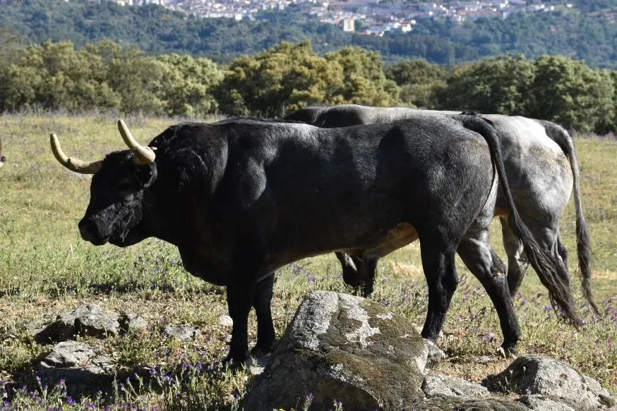 Foto 9 - As&iacute; es la seria corrida de Escolar que matar&aacute; &Aacute;lvaro de la Calle en C&eacute;ret