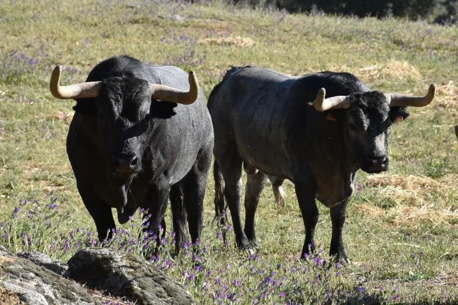 Foto 8 - As&iacute; es la seria corrida de Escolar que matar&aacute; &Aacute;lvaro de la Calle en C&eacute;ret