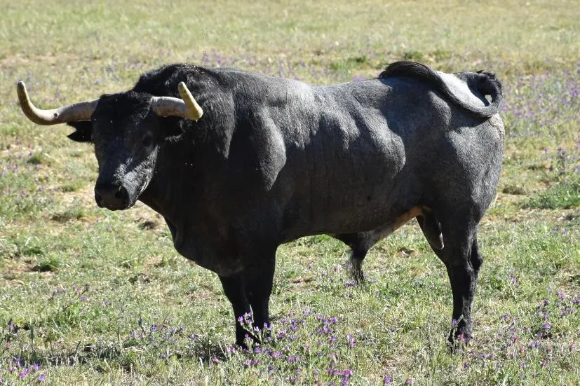 Foto 7 - As&iacute; es la seria corrida de Escolar que matar&aacute; &Aacute;lvaro de la Calle en C&eacute;ret