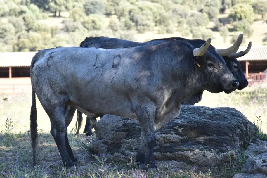 Foto 6 - As&iacute; es la seria corrida de Escolar que matar&aacute; &Aacute;lvaro de la Calle en C&eacute;ret