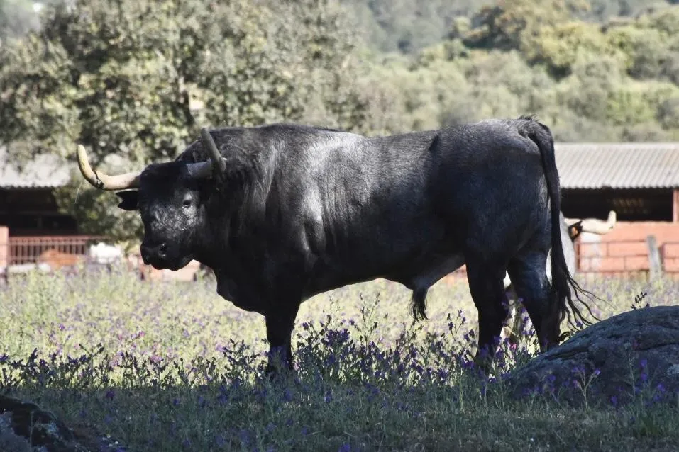 Foto 5 - As&iacute; es la seria corrida de Escolar que matar&aacute; &Aacute;lvaro de la Calle en C&eacute;ret