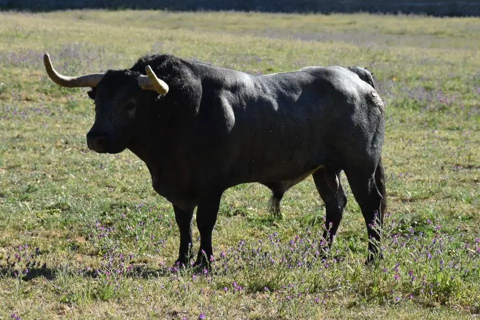 Foto 4 - As&iacute; es la seria corrida de Escolar que matar&aacute; &Aacute;lvaro de la Calle en C&eacute;ret