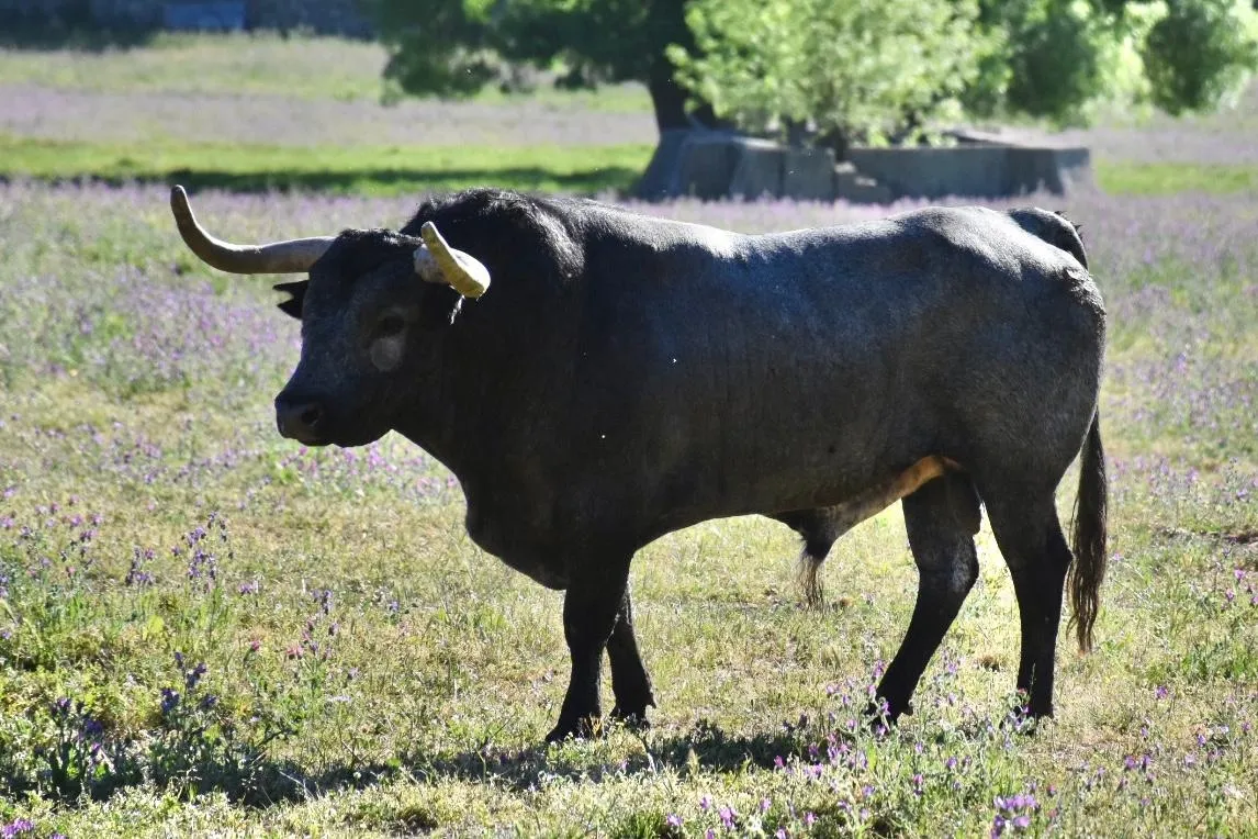 Foto 2 - As&iacute; es la seria corrida de Escolar que matar&aacute; &Aacute;lvaro de la Calle en C&eacute;ret