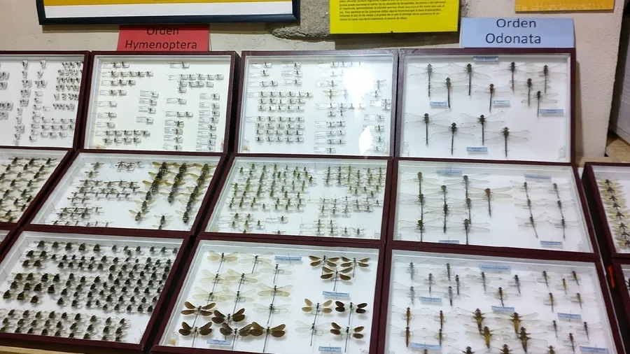 Foto 10 - Inaugurada con 11.000 ejemplares la Casa Museo de Insectos de Puebla de Azaba