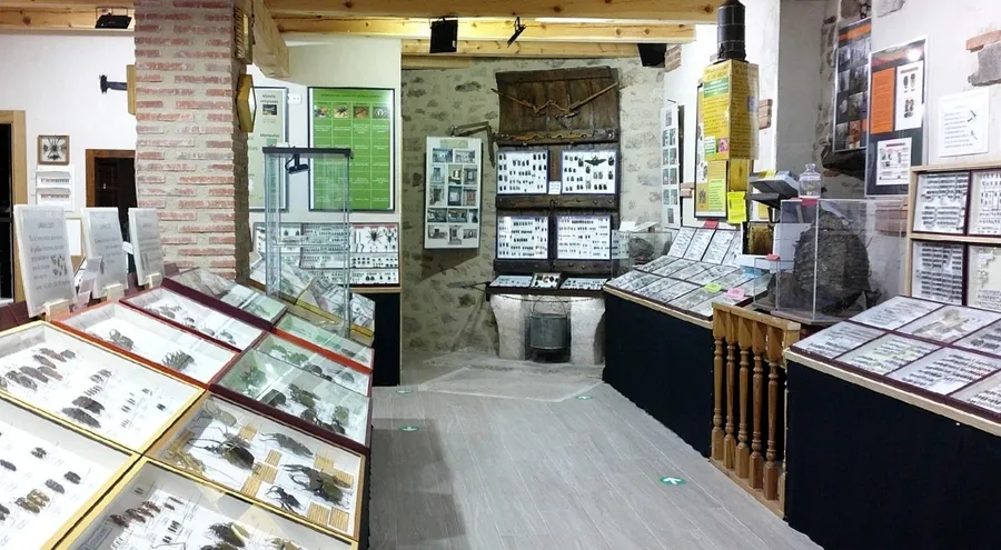 Foto 7 - Inaugurada con 11.000 ejemplares la Casa Museo de Insectos de Puebla de Azaba