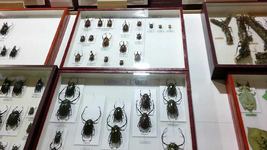 Foto 4 - Inaugurada con 11.000 ejemplares la Casa Museo de Insectos de Puebla de Azaba