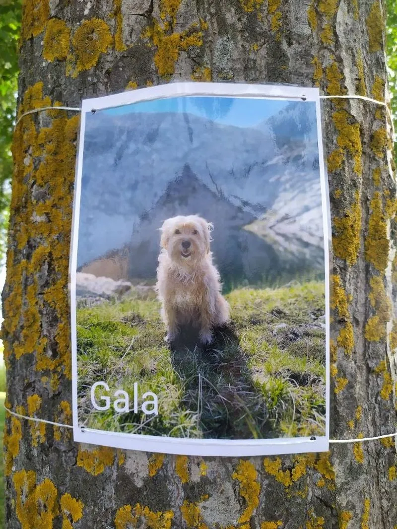 Exposición fotográfica canina en Pedrosillo el Ralo