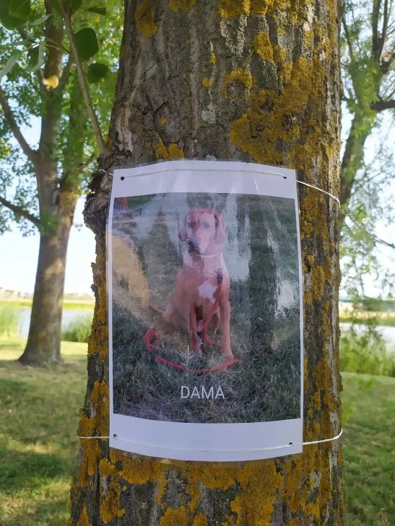 Exposición fotográfica canina en Pedrosillo el Ralo