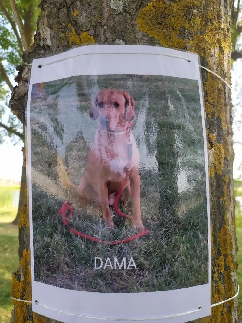Exposición fotográfica canina en Pedrosillo el Ralo