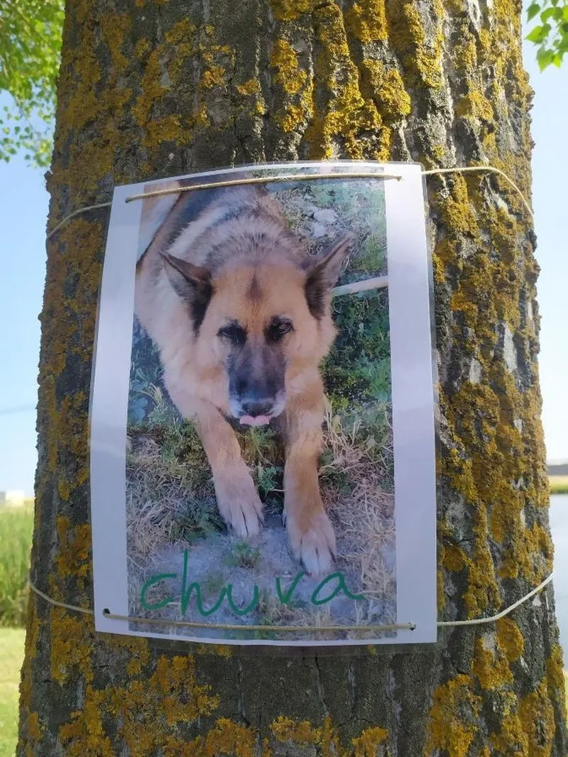 Exposición fotográfica canina en Pedrosillo el Ralo