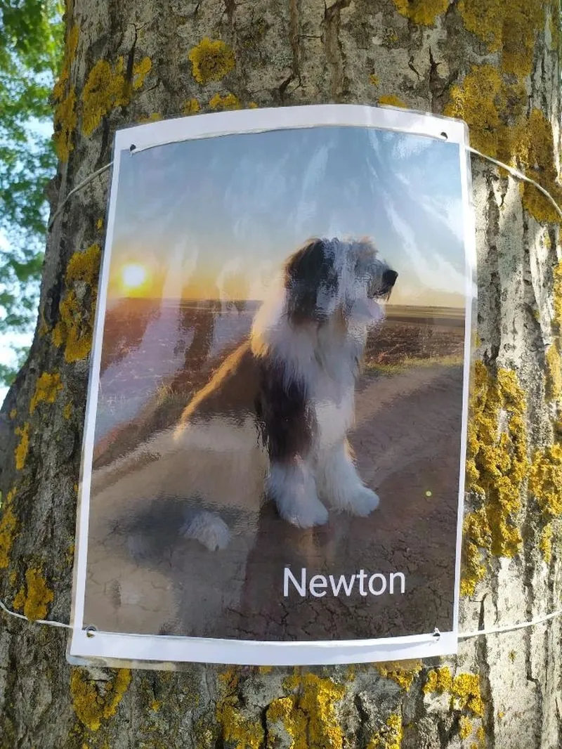 Exposición fotográfica canina en Pedrosillo el Ralo