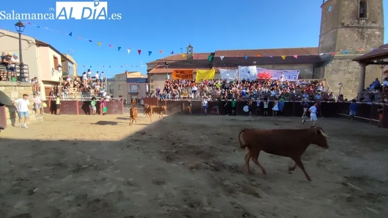 Entretenida tarde de toros en Sobradillo con Daniel Sánchez e Íñigo Norte / CORRAL