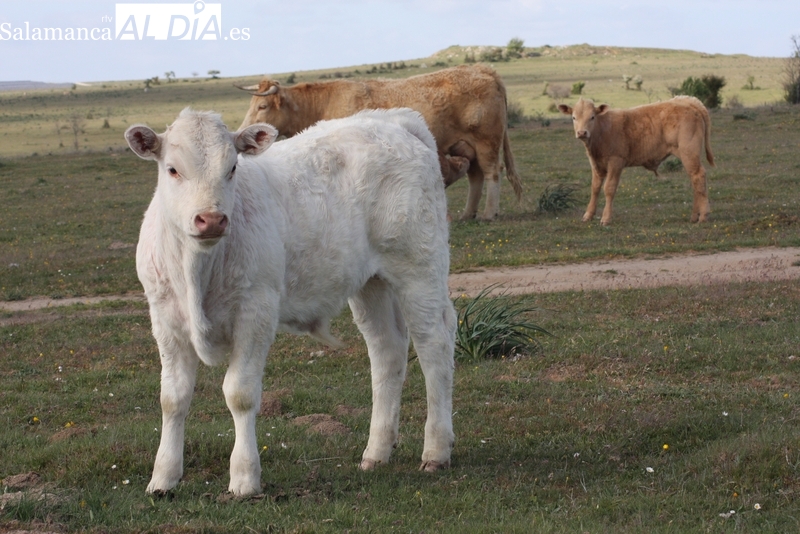 Mercado de ganado y lonja de Salamanca del 24 de julio de 2023