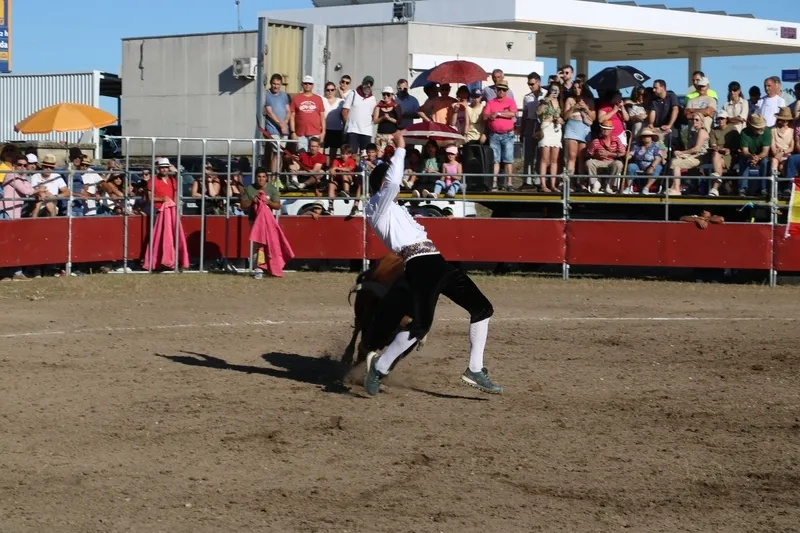Entretenido festejo taurino en Villar de Peralonso con motivo de las fiestas de San Pedro / CORRAL