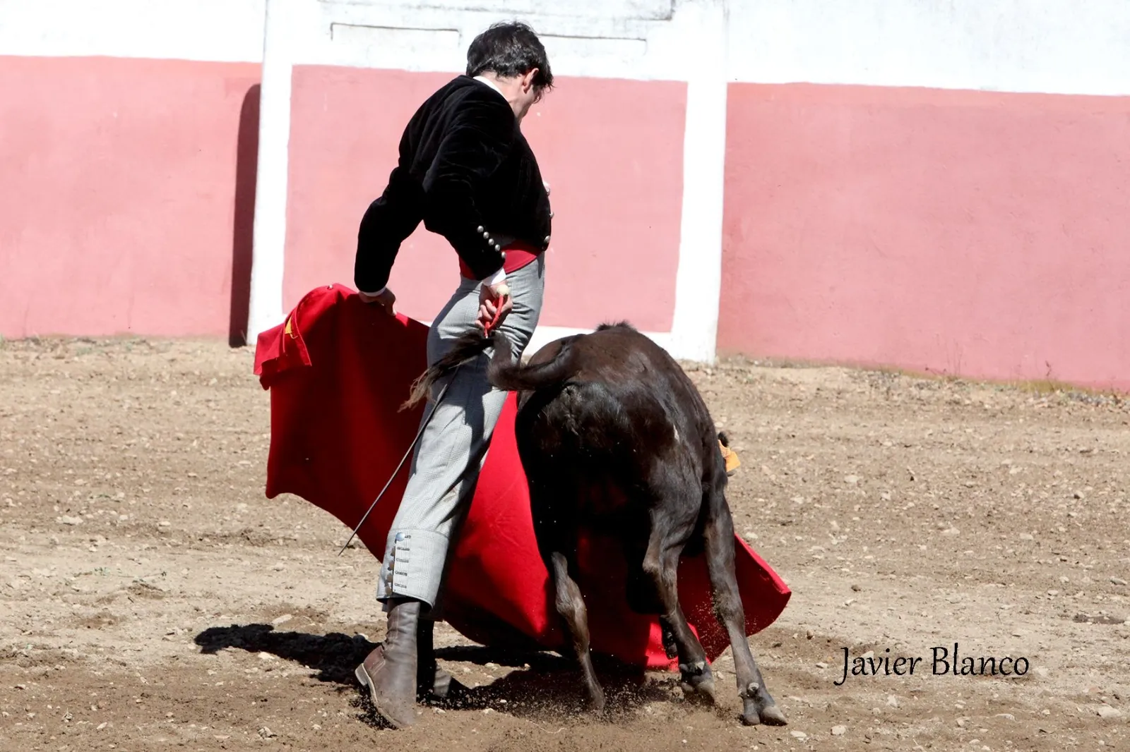 Juan del Álamo toreando este martes en el campo | Fotografías: Javier Blanco