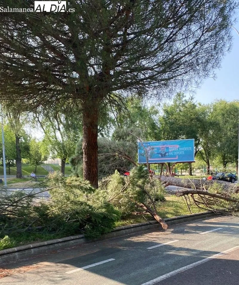 Caída de un pino del parque de los Gozos y las Sombras sobre la avenida Torrente Ballester
