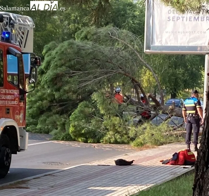 Caída de un pino del parque de los Gozos y las Sombras sobre la avenida Torrente Ballester