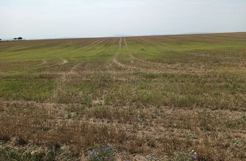 Parcelas de secano ya cosechadas en Valdecarros