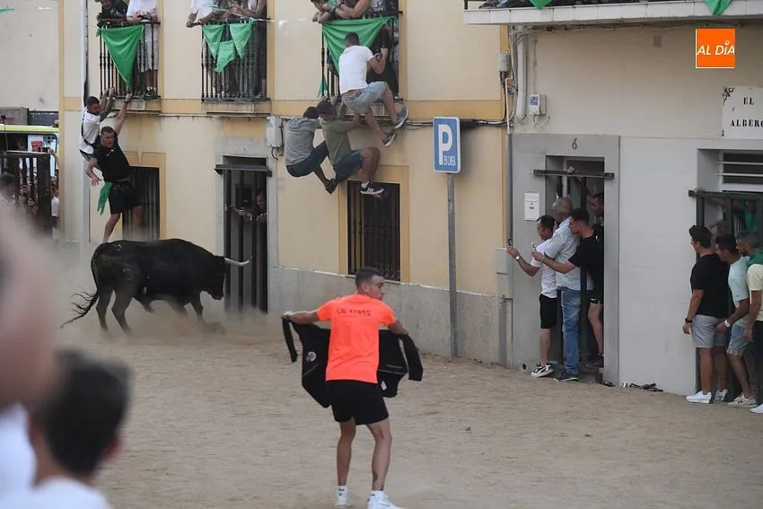 toro en Moraleja- fiestas san buenaventura moraleja