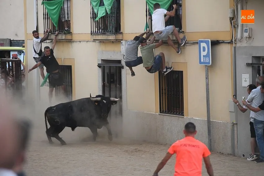 toro en Moraleja- fiestas san buenaventura moraleja