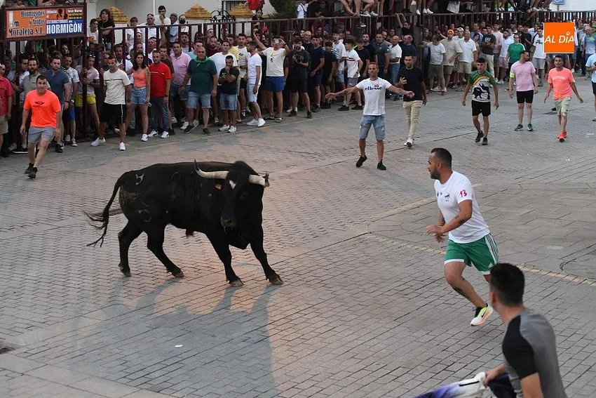 toro en Moraleja- fiestas san buenaventura moraleja