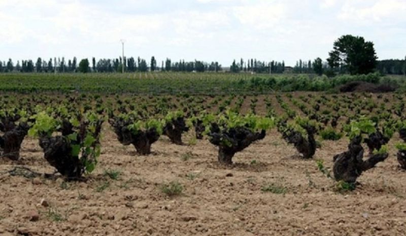 La Junta de Castilla y León convoca las ayudas de promoción de vino en terceros países