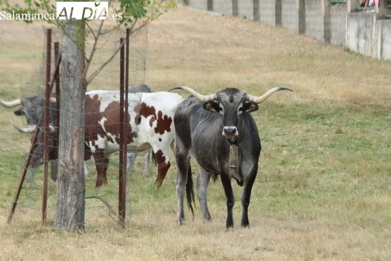Desenjaule de los novillos que se lidiarán en los festejos de Aldeadávila de la Ribera / FOTOS: CORRAL Y SAIRA ANDRÉS