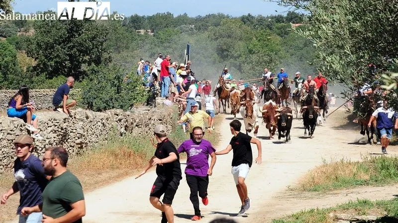 Foto 2 - Numeroso p&uacute;blico disfruta de un bonito primer encierro a caballo de las fiestas de Lumbrales