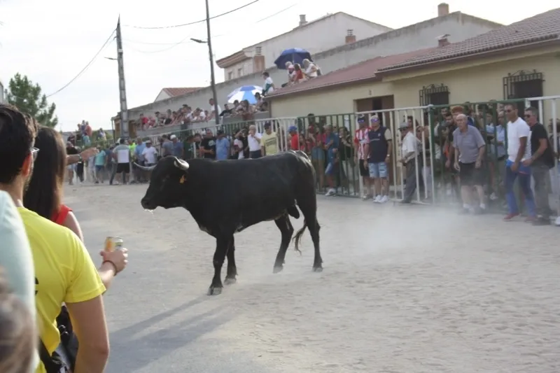 Babilafuente celebraba su primer encierro de las fiestas con gran ambiente