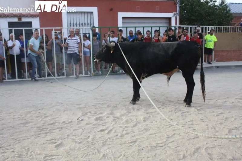 Babilafuente celebraba su primer encierro de las fiestas con gran ambiente