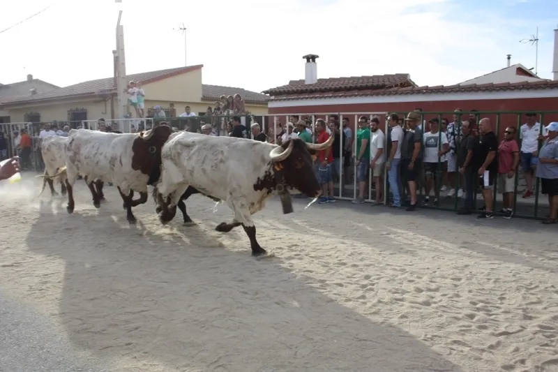 Babilafuente celebraba su primer encierro de las fiestas con gran ambiente