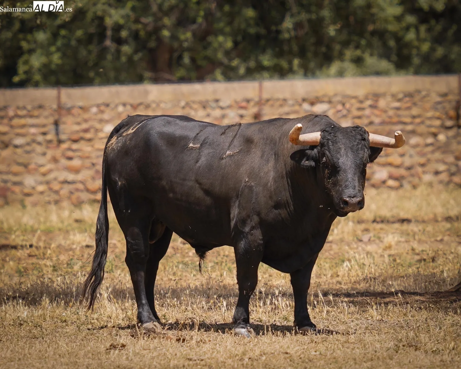 Novillada de José Cruz en el campo | Fotos: BMF Toros